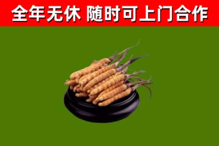 渝水区回收散虫草